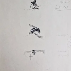 „Das Waldbuch Seite 147“ Tusche von Johannes  Breitmeier Tiermaler selten