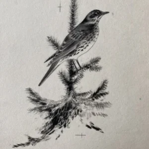 „Das Waldbuch Seite 6“ Tusche von Johannes  Breitmeier Tiermaler selten