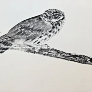 „Das Waldbuch Seite 158“ Tusche von Johannes  Breitmeier Tiermaler selten