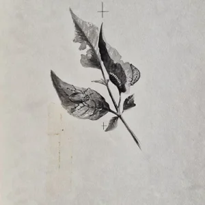 „Das Waldbuch Seite 230“ Tusche von Johannes  Breitmeier Tiermaler selten