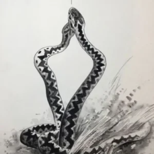 „Das Waldbuch Seite 142“ Tusche von Johannes  Breitmeier Tiermaler selten