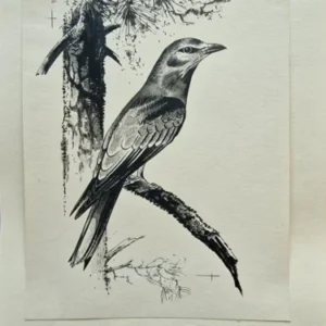 „Das Waldbuch Seite 51“ Tusche von Johannes  Breitmeier Tiermaler selten