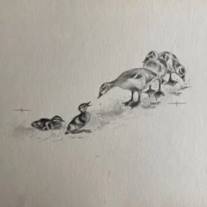 „Das Waldbuch Seite 95“ Tusche von Johannes  Breitmeier Tiermaler selten