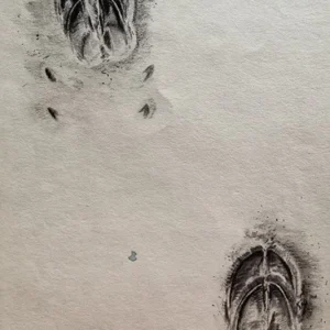 „Das Waldbuch Seite 267“ Tusche von Johannes  Breitmeier Tiermaler selten