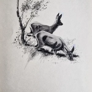 „Das Waldbuch Seite 111“ Tusche von Johannes  Breitmeier Tiermaler selten