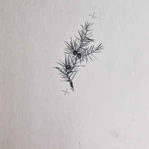 „Das Waldbuch Seite 171“ Tusche von Johannes  Breitmeier Tiermaler selten