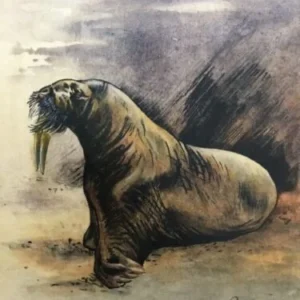 „Walross“ Aquarell von Johannes  Breitmeier Tiermaler selten