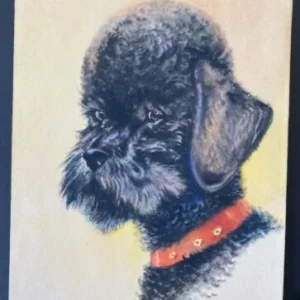 "Pudel" Aquarell von Johannes  Breitmeier Tiermaler selten