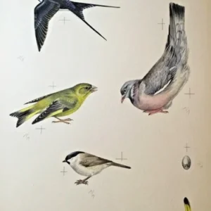 "Rückseite " aus „Amsel,Drossel,Fink und Star“ Aquarell Johannes Breitmeier
