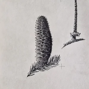 „Das Waldbuch Seite 250“ Tusche von Johannes Breitmeier Tiermaler selten