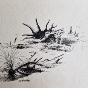 „Das Waldbuch Seite 258“ Tusche von Johannes  Breitmeier Tiermaler selten